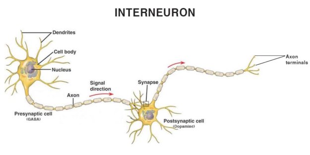 diagram of interneuron