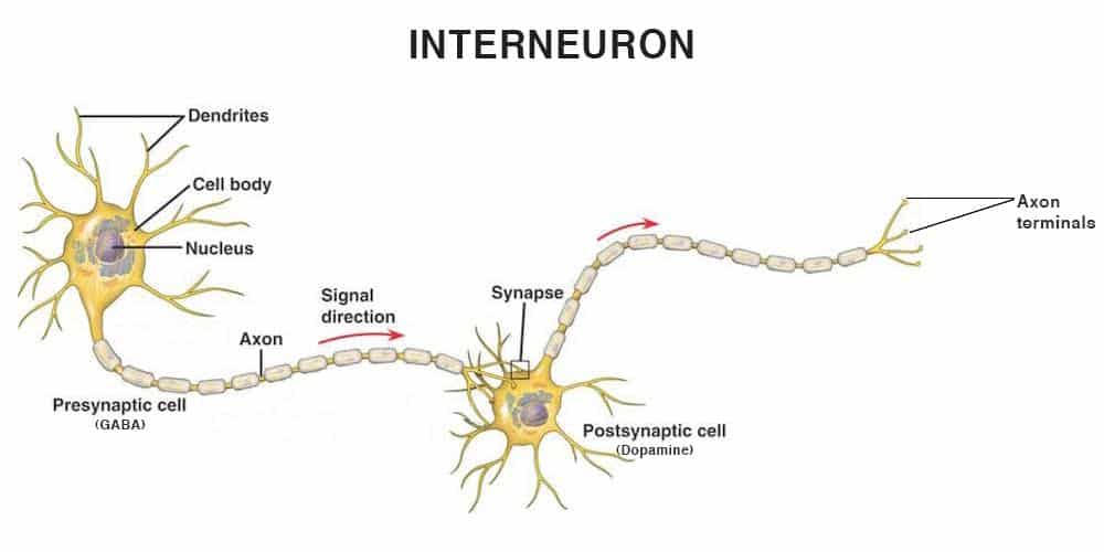 How Opiates Affect Your Brain | California | LA Detox